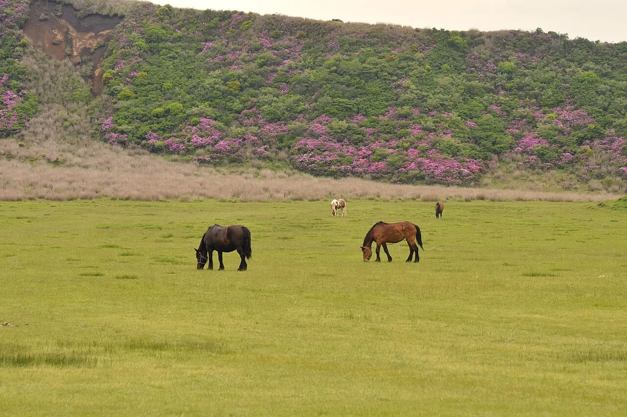広い草原で草を食べる数頭の馬。奥の山の斜面には、ピンク色の花を付けた低木が広がっている