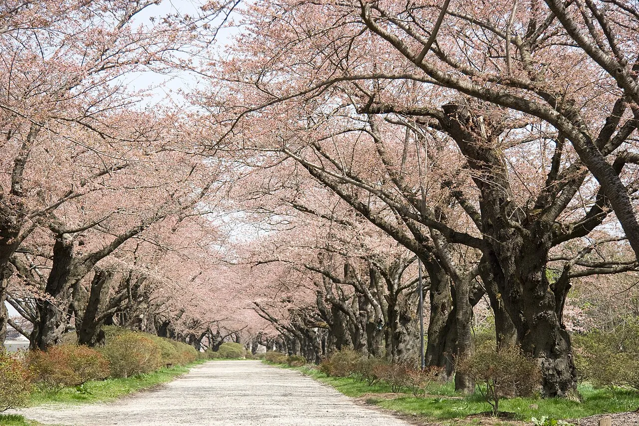 砂利の道の両側に、花を付けた桜の木が並んで続く並木道