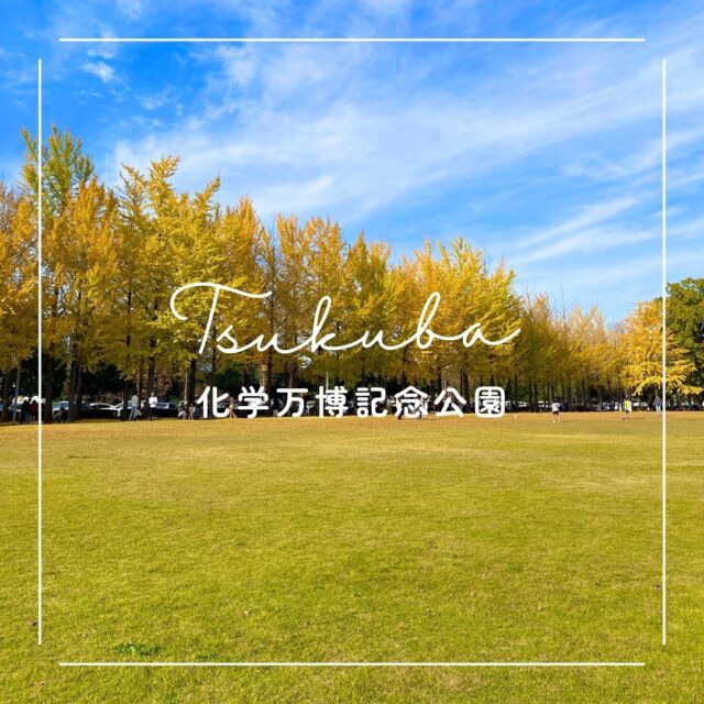 こんにちは✨
　
先日、科学万博記念公園に行って
イチョウを見てきました🍁💛
今が見頃✨たくさんの人で賑わっていました🎶
　
御幸が丘事業所やつくば本社からも近いので
ぜひ遊びに行ってみてください🚗💨
　
✎＿＿＿＿＿＿＿＿＿＿＿＿＿＿
　
投稿をご覧いただきありがとうございます👏
いいね、コメント、フォローお待ちしています🥰
　
その他の投稿は ▶︎▶︎ @harvest_biz_career 
　
　
#人材派遣 #派遣会社 #派遣社員 #株式会社harvestbizcareer #harvestbizcareer #ハーベストビィズキャリア #株式会社ハーベストビィズキャリア #派遣 #スタッフ登録 #派遣登録 #茨城県 #つくば市 #科学万博記念公園 #イチョウ #紅葉 #紅葉スポット